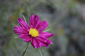 Purple flower by Van alles wat