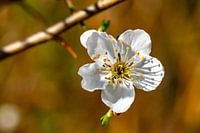 Fleurs de fruits blancs sur fond marron.