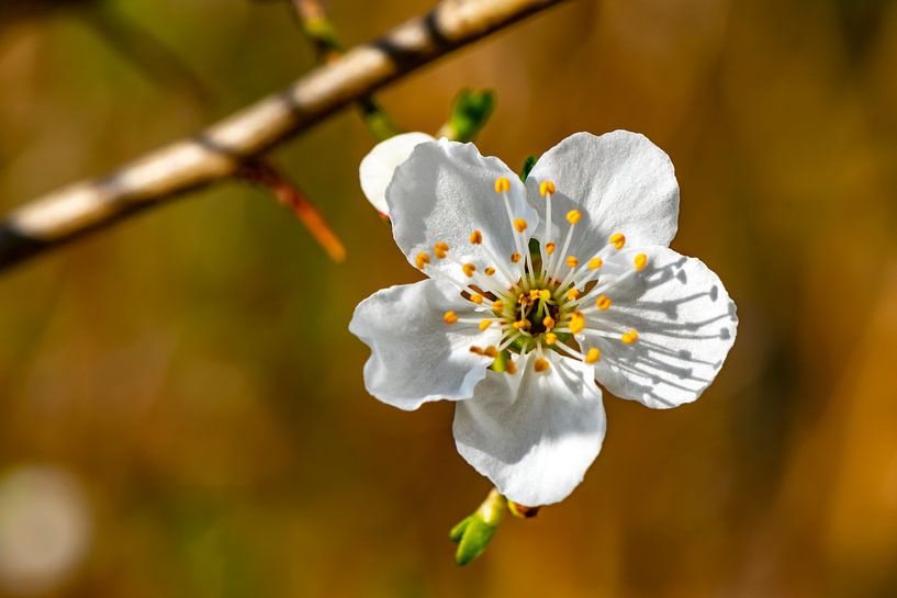 Weiße Obstblüte vor braunem Hintergrund. von Michaela Bechinie