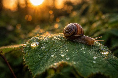 A snail on a leaf in the warm evening light – a serene nature macro shot with bokeh