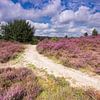 Sentier de randonnée dans la lande de la Posbank sur Rob Kints