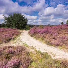 Hiking path through the heath on the Posbank by Rob Kints
