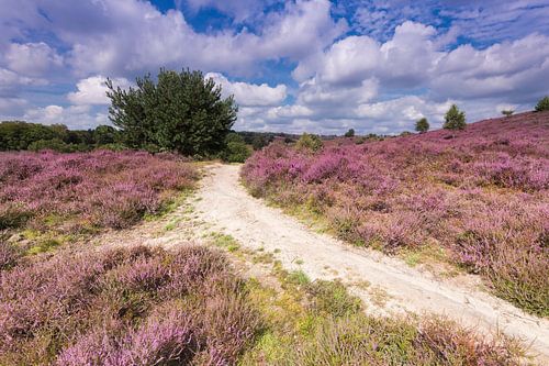 Wanderweg durch die Heide auf der Posbank