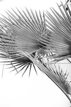 Feuilles de palmier en noir et blanc sur Patrycja Polechonska