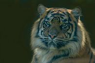 Siberische Tijger, Amoer Tijger. Een portret van Gert Hilbink thumbnail