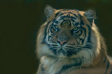 Sibirischer Tiger, Amur Tiger. Ein Porträt von Gert Hilbink