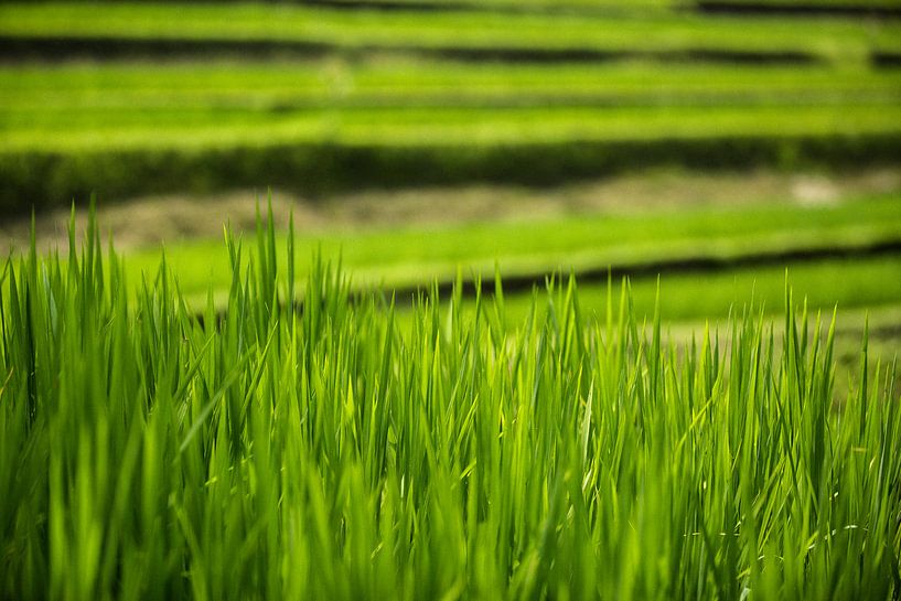 Rijstterrassen - Bali, Indonesië van Martijn Smeets