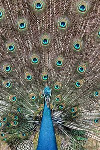 As proud as a peacock by Photolovers reisfotografie