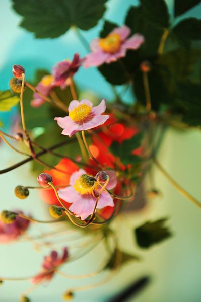 Japanse anemoon - verstrengeling bloem en knop van Mariska van Vondelen