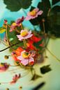 Japanse anemoon - verstrengeling bloem en knop van Mariska van Vondelen thumbnail