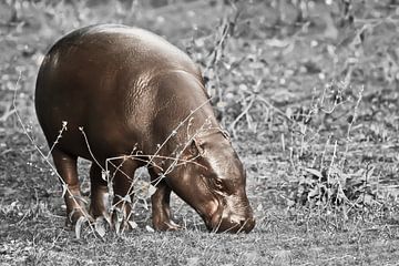 Bruin dwergnijlpaard afgezet tegen de achtergrond van verkleurd gras van Michael Semenov