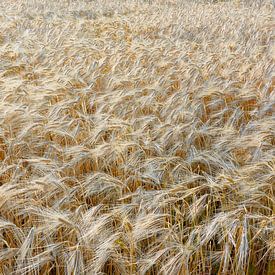 Wheat ears by Harry Wedzinga