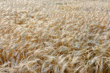 Wheat ears by Harry Wedzinga