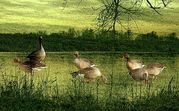 Greylag geese in the field by Anita Snik-Broeken