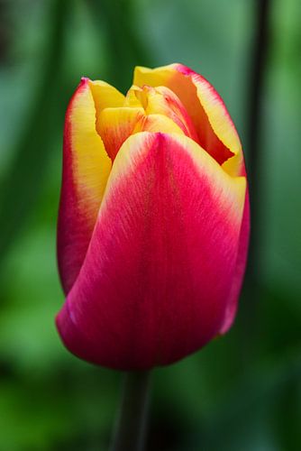Tulp