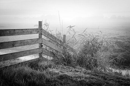 a fence in the polder
