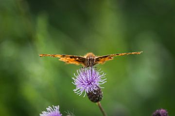 Een c vlinder close-up in de zomer in Saarland van Wolfgang Unger