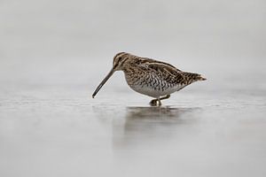 Snipe a quelques bonnes choses à se mettre sous la dent.