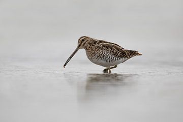 Watersnip heeft wat lekkers te pakken. van Tanja van Beuningen