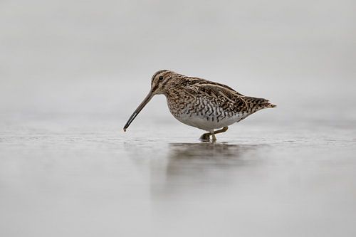 Watersnip heeft wat lekkers te pakken.