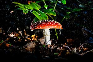Rouge avec des points blancs sous la pluie