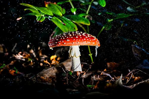 Rood met witte stippen in de regen, vliegenzwam, mushroom