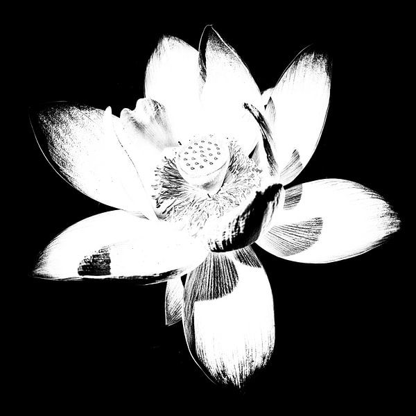 Les Jardins D'eau 3 by Esther Swaager