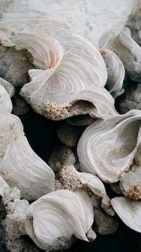 Sea Shells Detail No 1 by Treechild