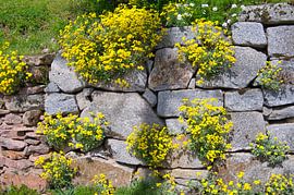 Wallflowers