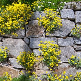 Fleurs de mur sur Tanja Voigt