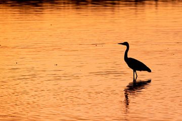 reiger in ochtendlicht van Ed Klungers