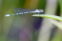 Libelle