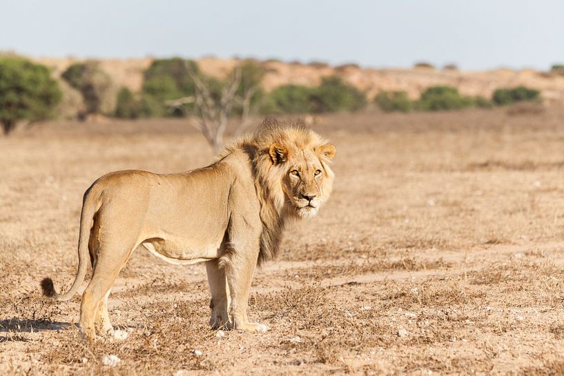 Lion dans un paysage de dunes en Afrique du Sud par Simone Janssen