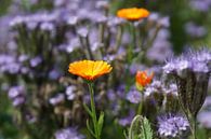 Blüte im Diestelmeer von HGU Foto Miniaturansicht