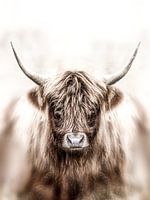 Schotse Hooglander portret