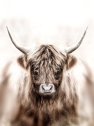 Schottischer Highlander