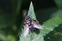 vlieg op blad