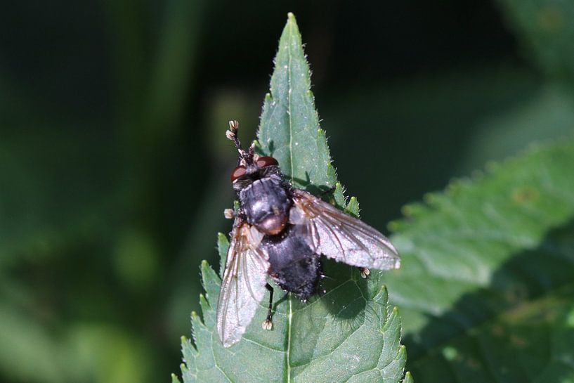 vlieg op blad van eddy Peelman
