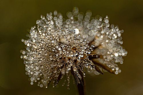 Tau auf Habichtskraut (Hieracium)