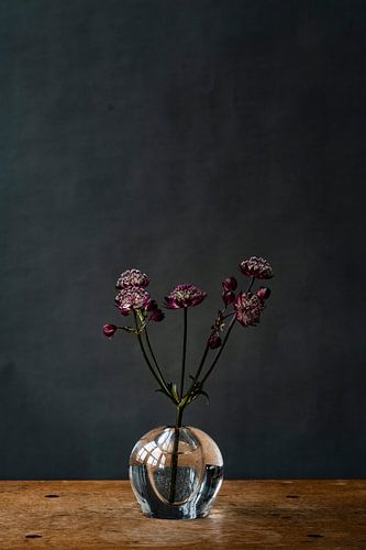 Foto | Lila Blumen in Vase | Botanisch | Modernes Stillleben