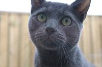 Bo Cat Russian Blue