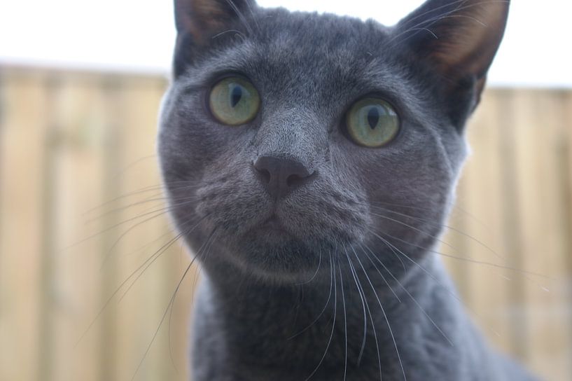 Bo Cat Russian Blue by Sjoerd B