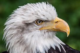 Seeadler von Bjorn van Geijn
