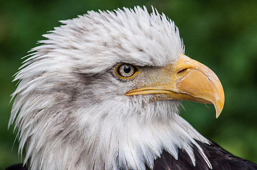 sea eagle