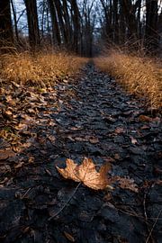 Waldweg mit Ahornblatt
