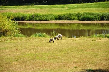 Grazende schapen van Philipp Klassen