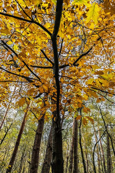 Herfst! van Frank Slaghuis