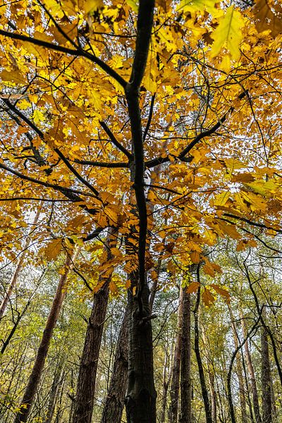 Herbst! von Frank Slaghuis