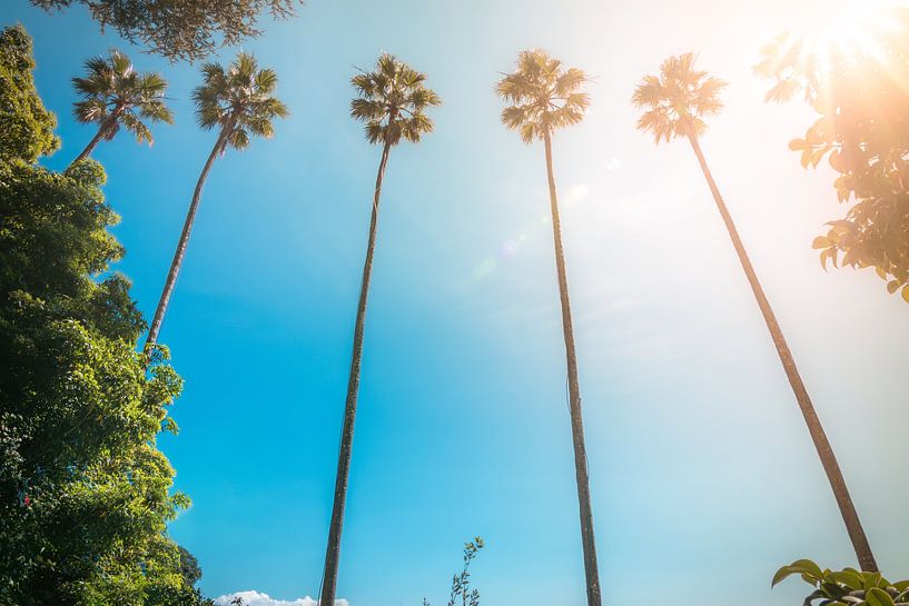 Sunny palm trees in the Torreão do Jardim do Palácio city park. by Patrick Löbler