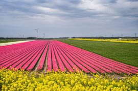 Tulipfield in the Flevopolder, photo print by Manja Herrebrugh - Outdoor by Manja